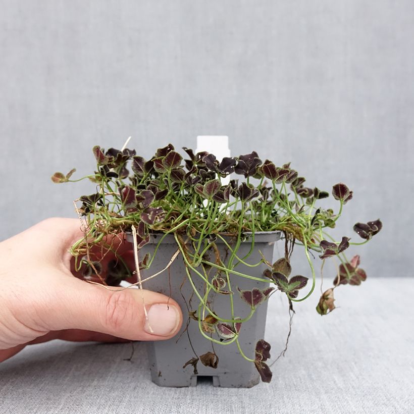 Spécimen de Trifolium repens Dark Debbie - Trèfle Godet de 8/9 cm tel que livré en hiver