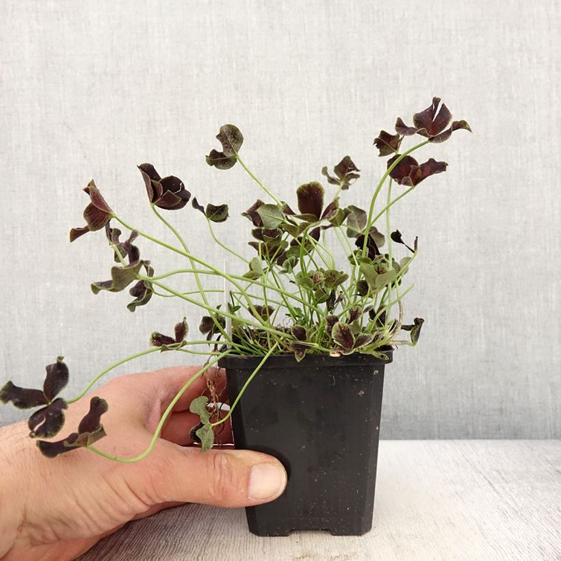 Spécimen de Trifolium repens Dark Debbie - Trèfle Godet de 8/9 cm tel que livré au printemps