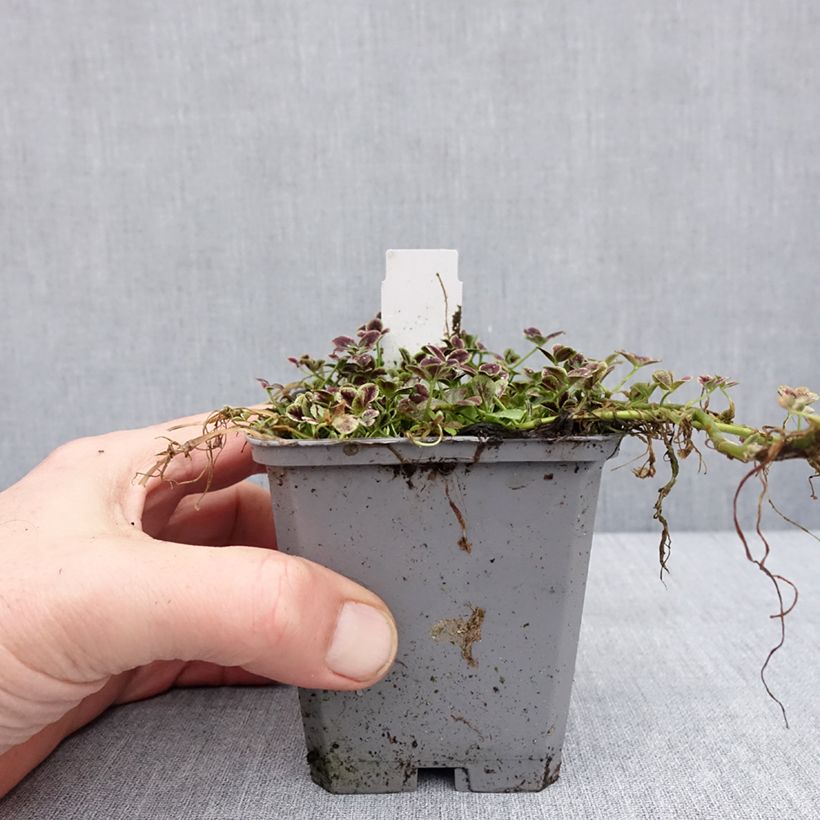 Spécimen de Trifolium repens Estelle - Trèfle Godet de 8/9 cm tel que livré en hiver