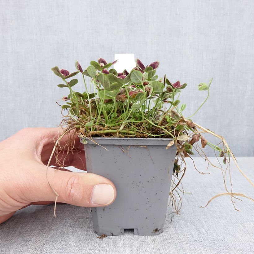 Spécimen de Trifolium repens Estelle - Trèfle - Godet de 8/9 cm tel que livré au printemps