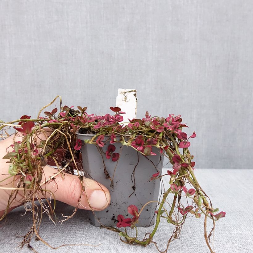 Spécimen de Trifolium repens Isabella - Trèfle Godet de 8/9 cm tel que livré en hiver