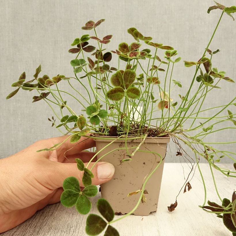 Spécimen de Trifolium repens Pentaphyllum - Trèfle incarnat Godet de 8/9 cm tel que livré en été