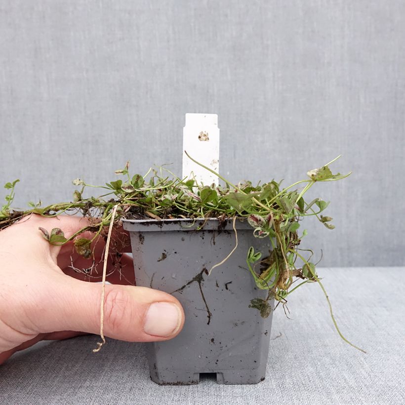 Spécimen de Trifolium repens Sweet Mike - Trèfle Godet de 8/9 cm tel que livré en hiver