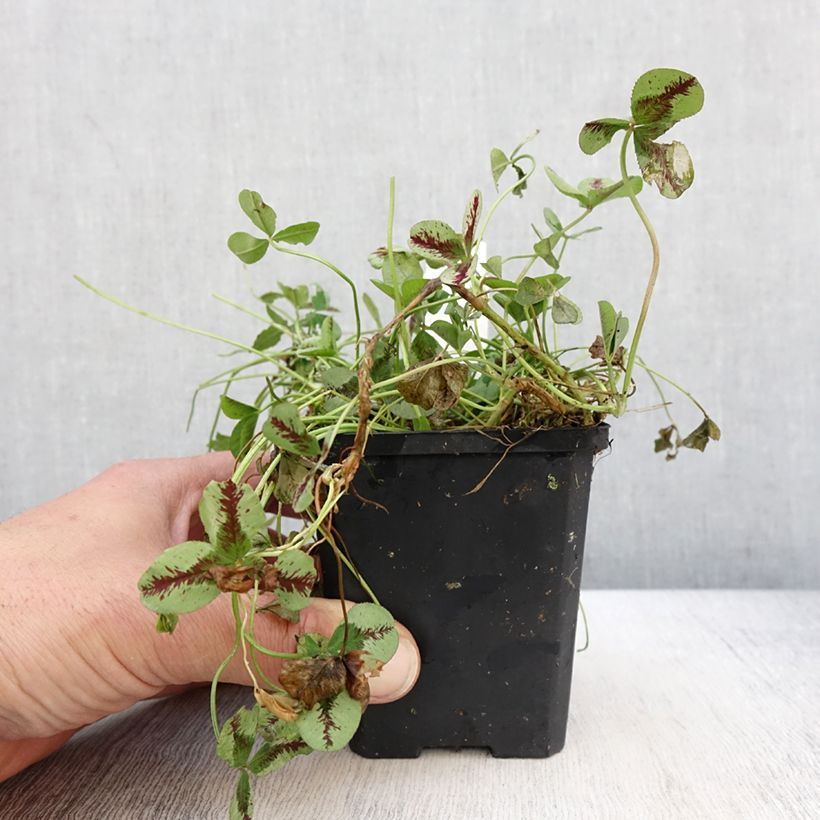 Spécimen de Trifolium repens Sweet Mike - Trèfle - Godet de 8/9 cm tel que livré au printemps