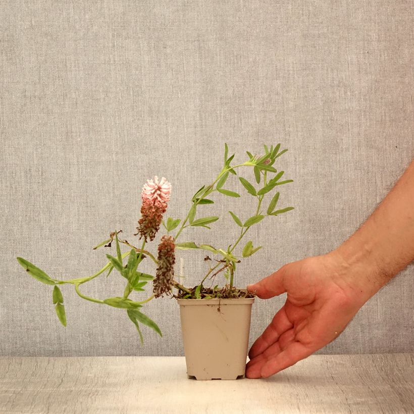 Spécimen de Trifolium rubens Peachy Pink - Trèfle pourpré Godet de 8/9 cm tel que livré en été