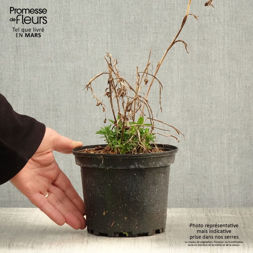 Spécimen de Trifolium rubens - Trèfle pourpré - Pot de 2L/3L tel que livré au printemps