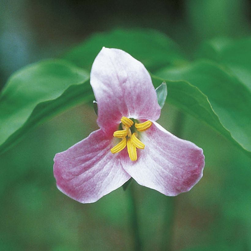 Trillium catesbyi (catesbaei) (Floraison)