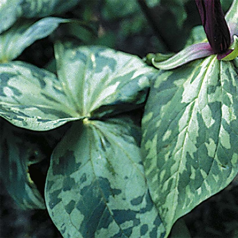 Trillium cuneatum (Feuillage)