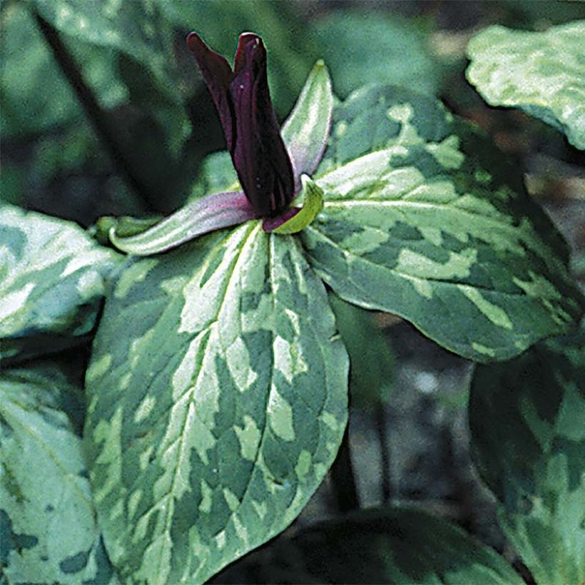 Trillium cuneatum (Floraison)