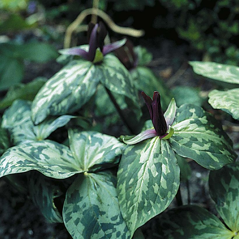 Trillium cuneatum (Port)