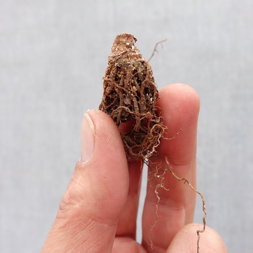Spécimen de Trillium erectum Bulbe tel que livré au printemps