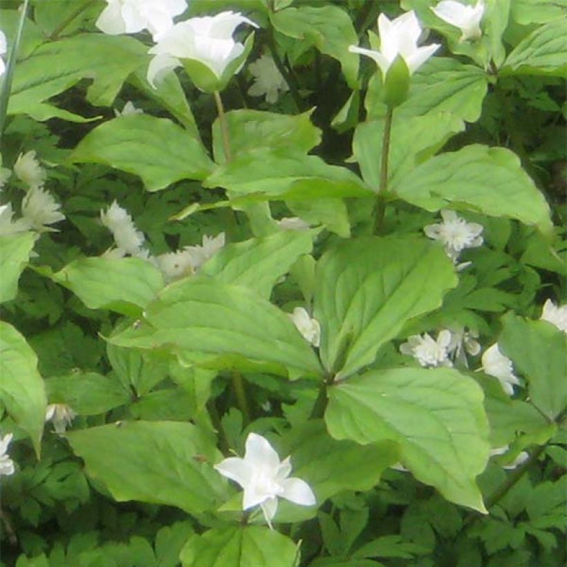 Trillium grandiflorum Flore Pleno - Trille blanc à fleurs doubles   (Feuillage)