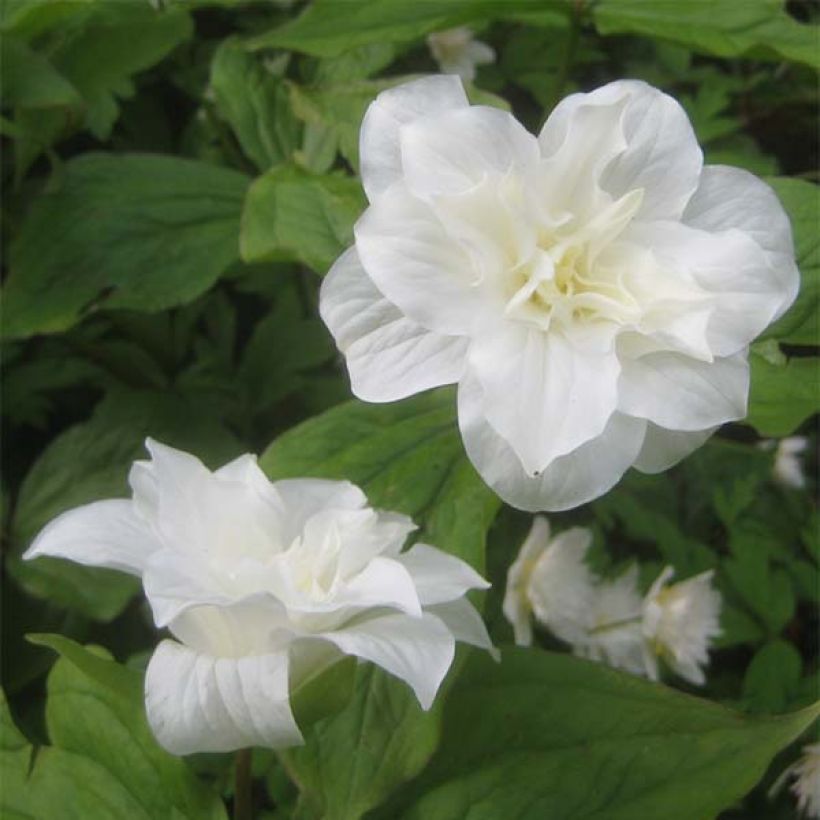 Trillium grandiflorum Flore Pleno - Trille blanc à fleurs doubles   (Floraison)