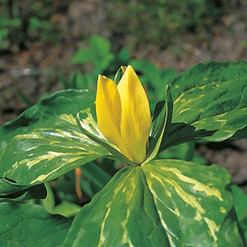 Trillium luteum - Trille à fleurs jaunes Bulbes (Floraison)