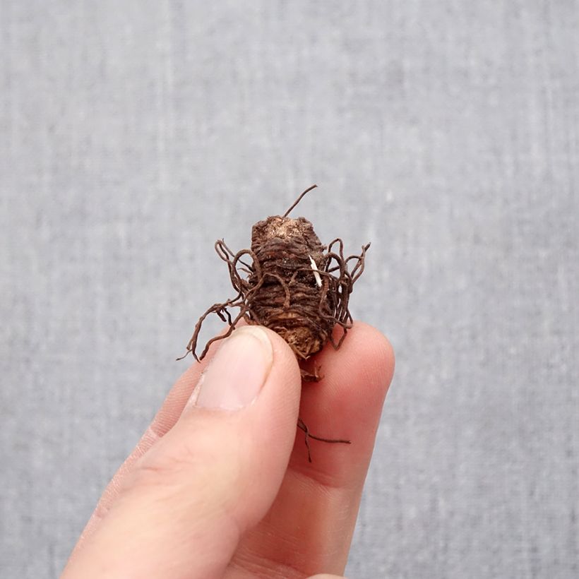 Spécimen de Trillium luteum - Trille à fleurs jaunes Bulbes Bulbe tel que livré au printemps