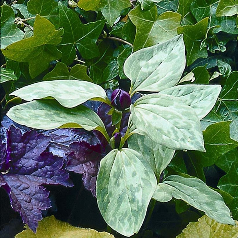 Trillium recurvatum (Floraison)