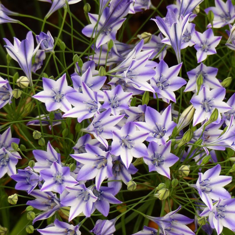 Triteleia Rudy (Floraison)