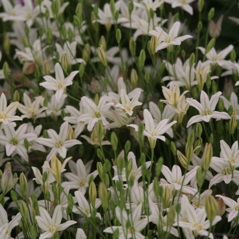 Triteleia Silver Queen - Brodiaea (Floraison)