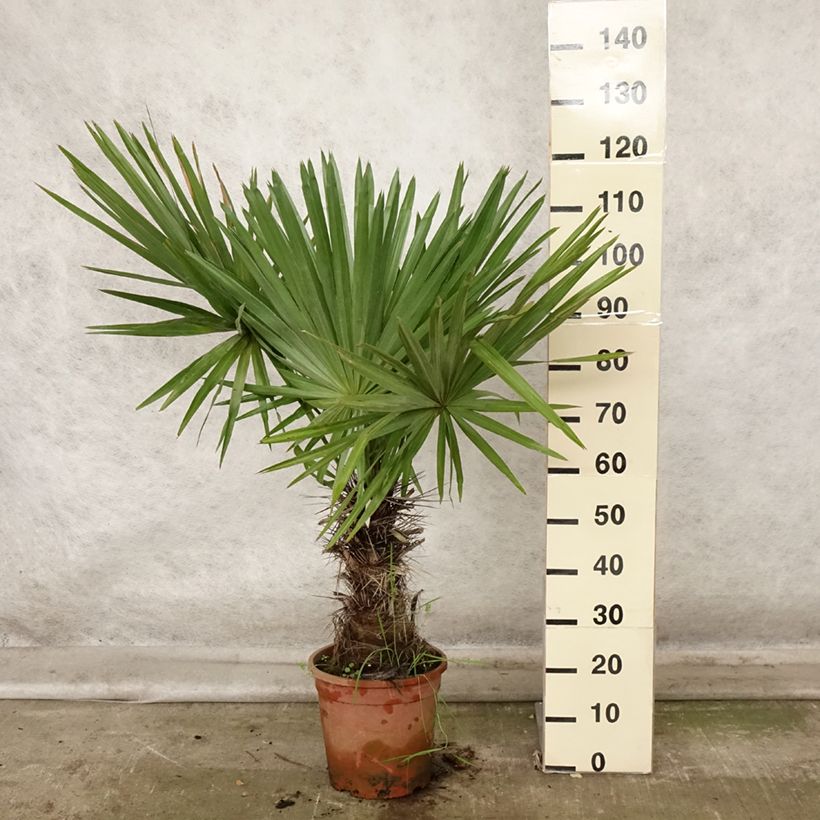 Spécimen de Trithrinax campestris - Palmier trident Pot de 7,5L/10L tel que livré en automne