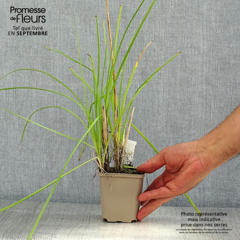 Spécimen de Tritoma - Kniphofia Banana Popsicle Godet de 8/9 cm tel que livré en été