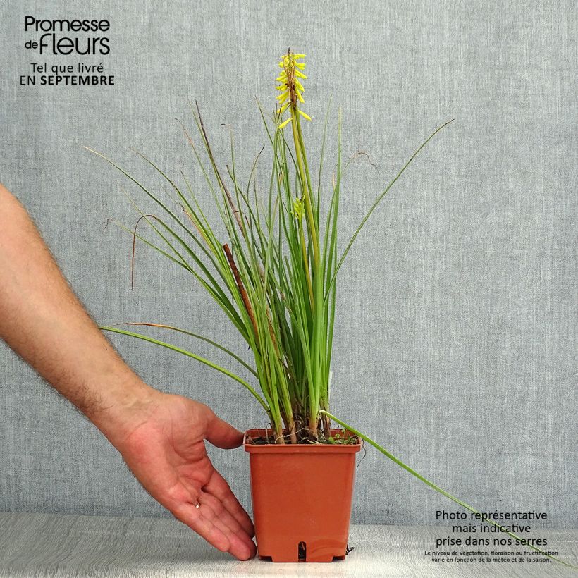 Spécimen de Tritoma - Kniphofia Lemon Popsicle Godet de 8/9 cm tel que livré en été