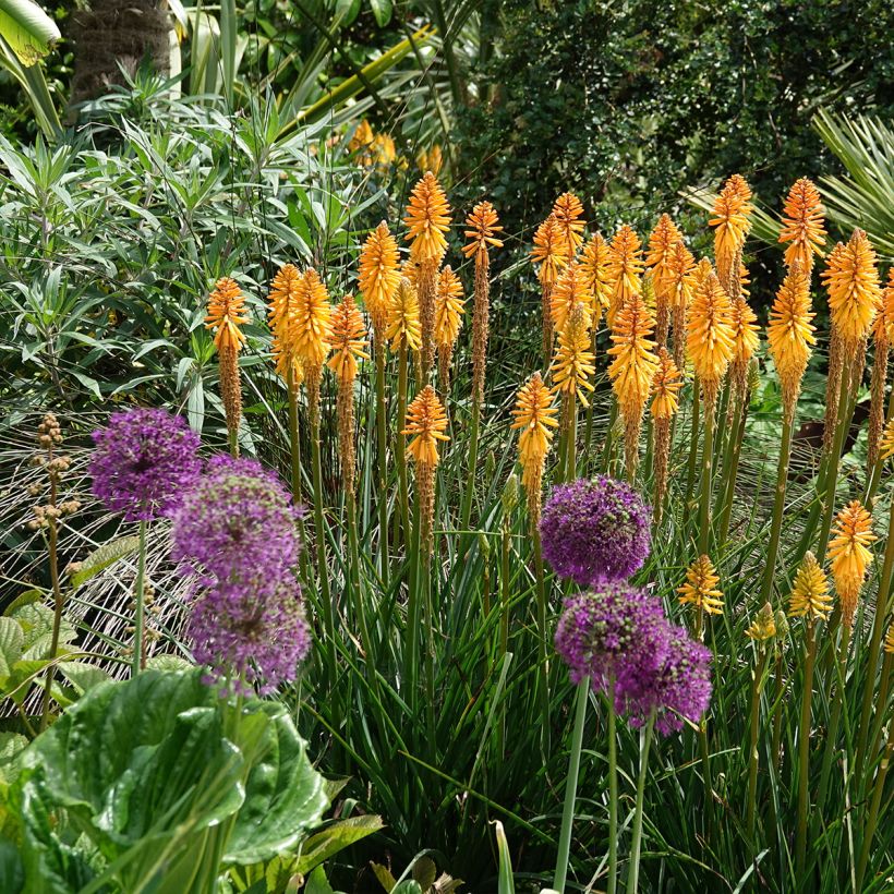 Tritoma - Kniphofia Mango Popsicle (Port)