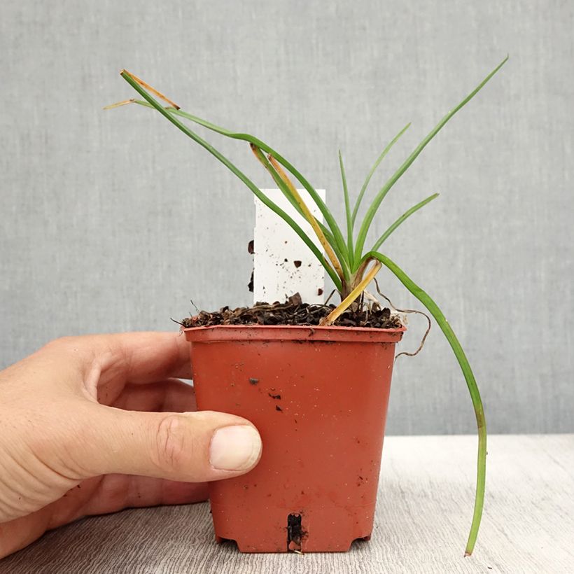 Spécimen de Tritoma - Kniphofia Mango Popsicle Godet de 8/9 cm tel que livré en automne