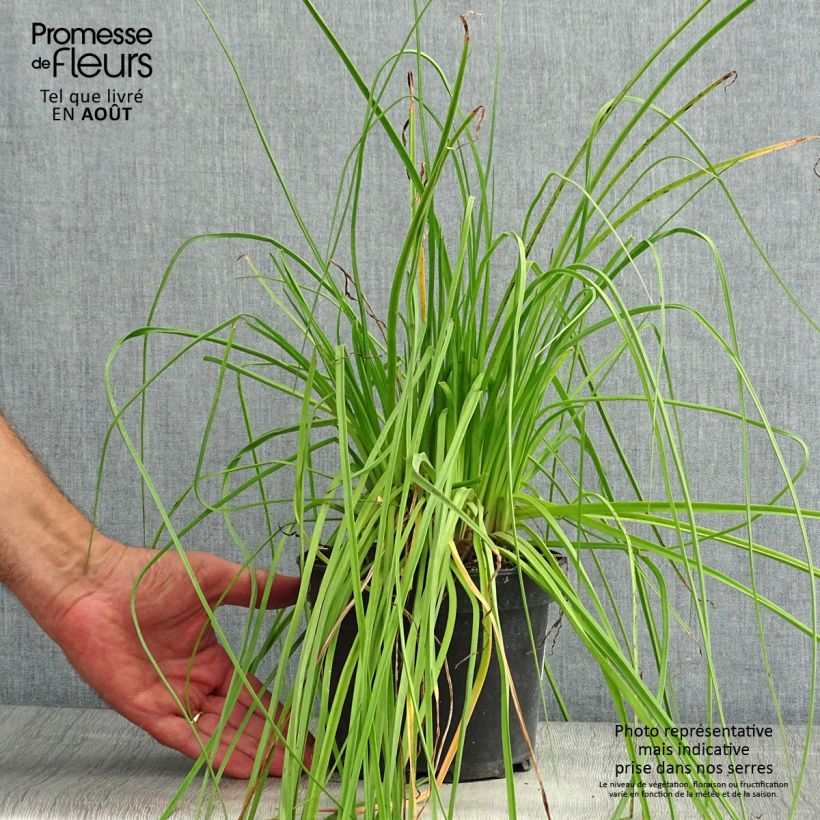 Spécimen de Tritoma - Kniphofia Nancy's Red Pot de 2L/3L tel que livré en été