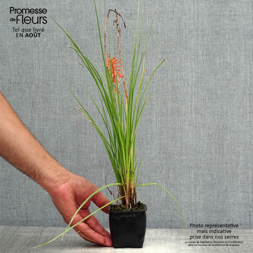 Spécimen de Tritoma - Kniphofia Papaya Popsicle Godet de 8/9 cm tel que livré en été