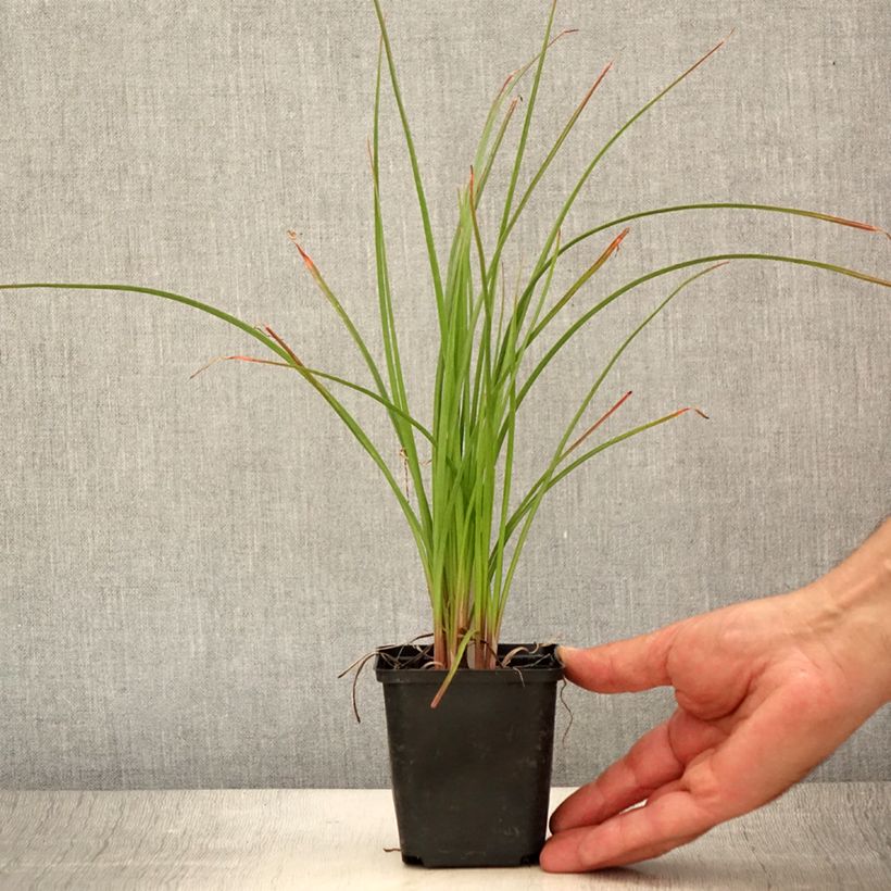 Spécimen de Tritoma - Kniphofia Pineapple Popsicle Godet de 8/9 cm tel que livré en été