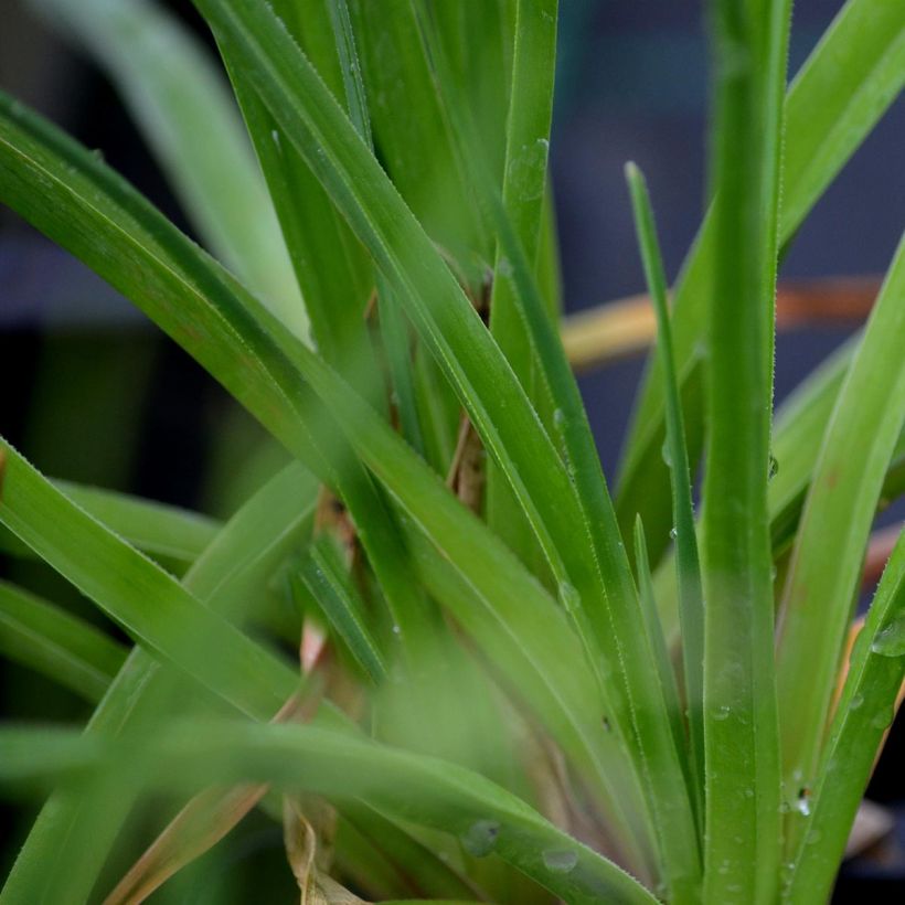 Tritoma - Kniphofia Royal Standard (Feuillage)