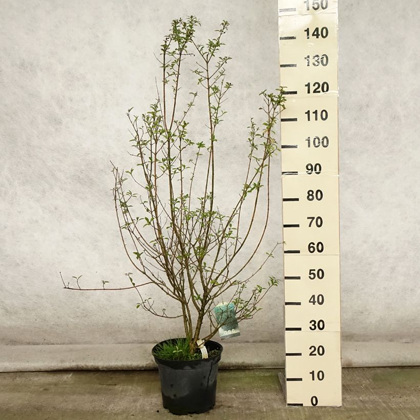 Spécimen de Troène commun - Ligustrum vulgare Atrovirens Pot de 7,5L/10L tel que livré en été