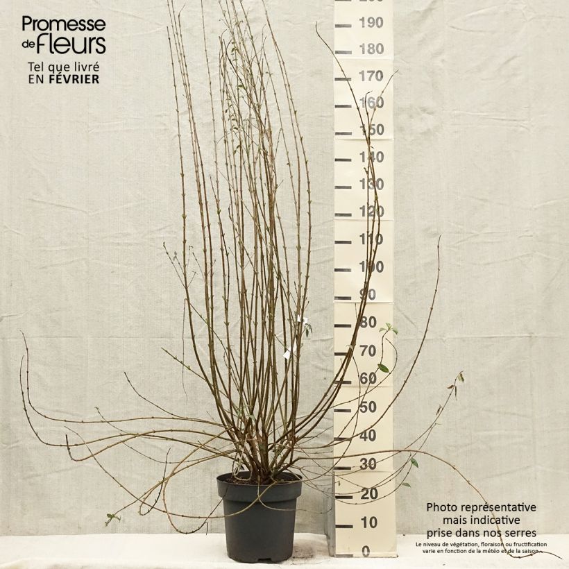 Spécimen de Troène commun - Ligustrum vulgare Atrovirens Pot de 12L/15L tel que livré en hiver