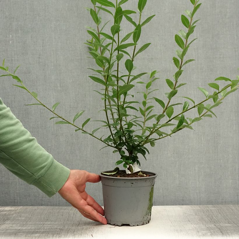 Spécimen de Troène commun - Ligustrum vulgare Atrovirens 40/60cm en racines nues tel que livré en été