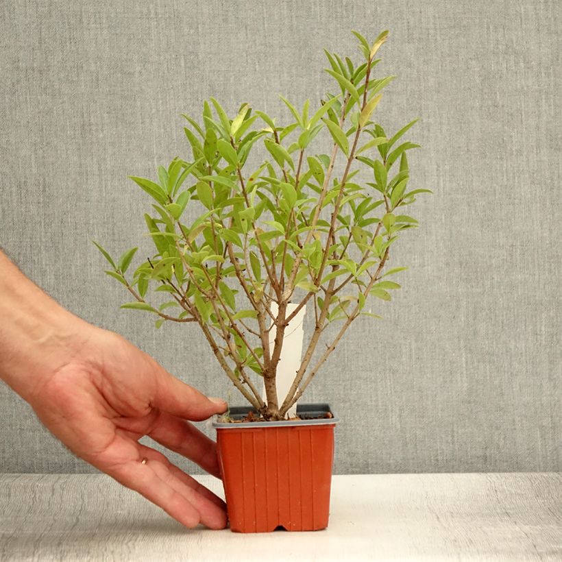 Spécimen de Troène commun - Ligustrum vulgare Atrovirens Godet de 8/9 cm tel que livré en été
