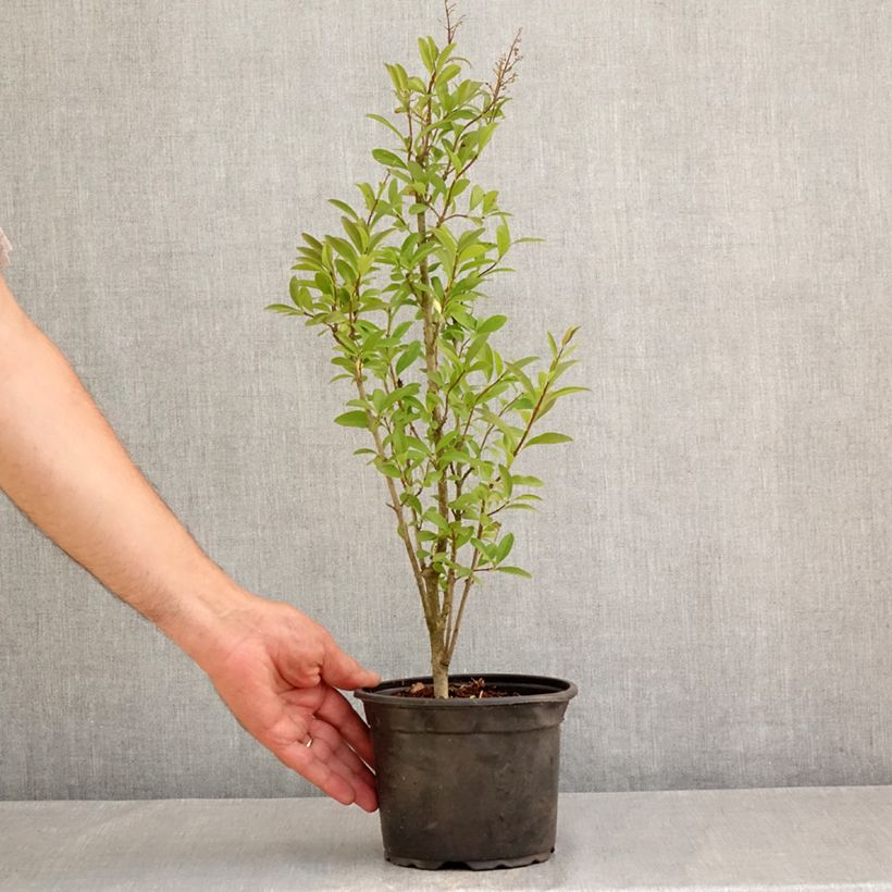 Spécimen de Troène commun - Ligustrum vulgare Atrovirens Pot de 2L/3L tel que livré en été