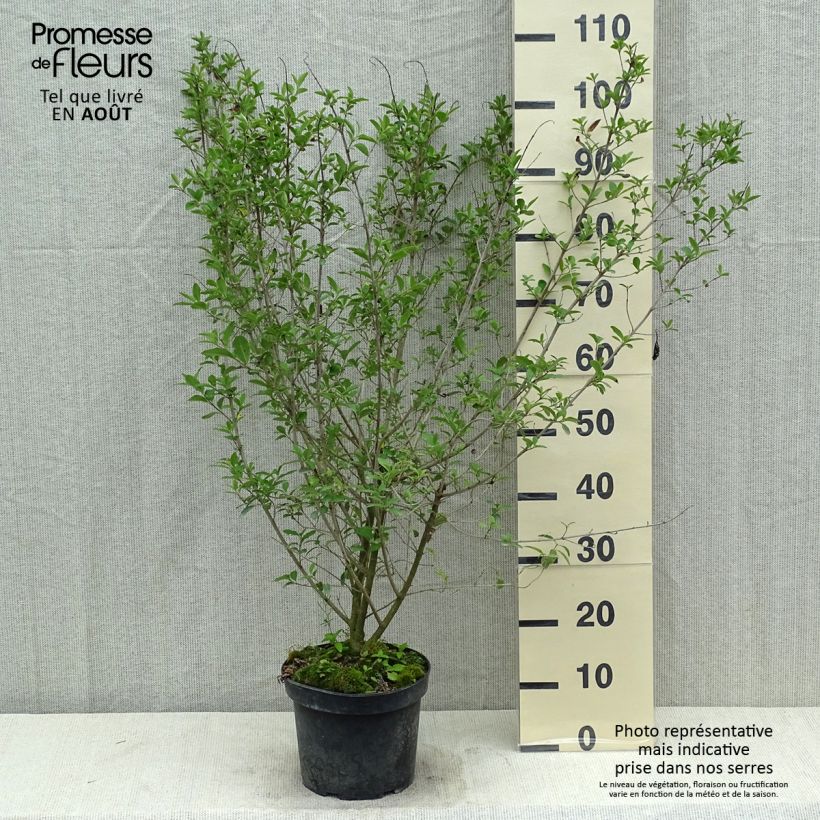 Spécimen de Troène commun - Ligustrum vulgare Atrovirens Pot de 4L/5L tel que livré en été