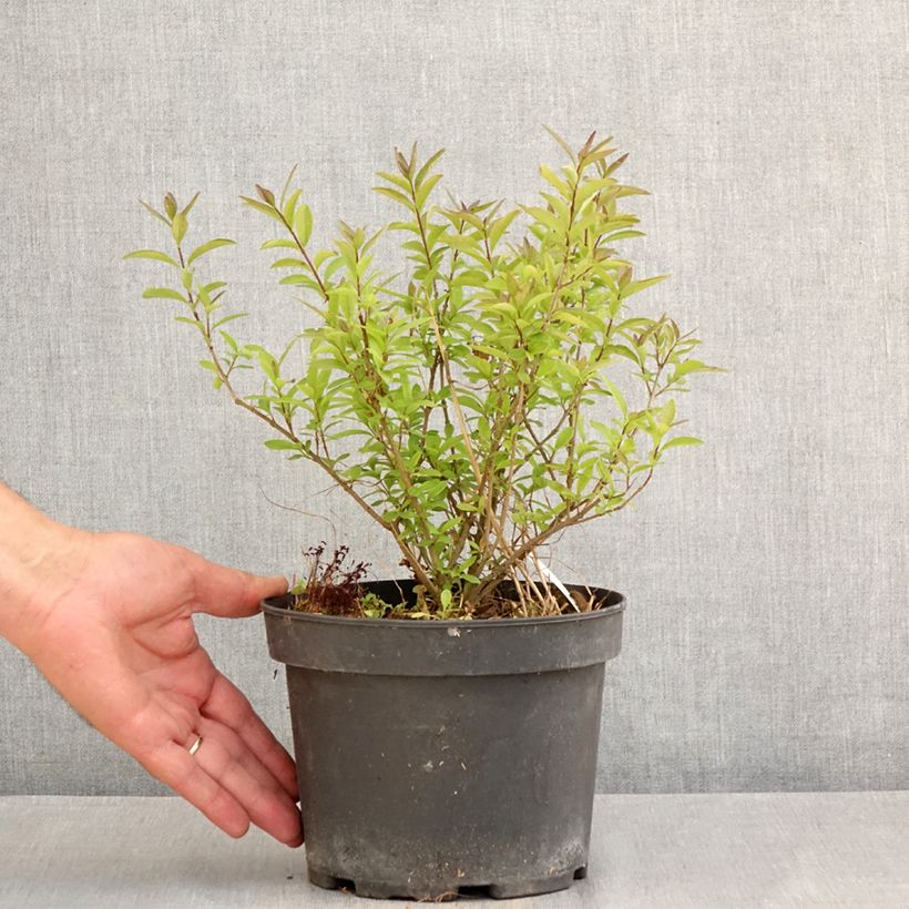 Spécimen de Troène commun - Ligustrum vulgare Lodense Pot de 3L/4L tel que livré en été