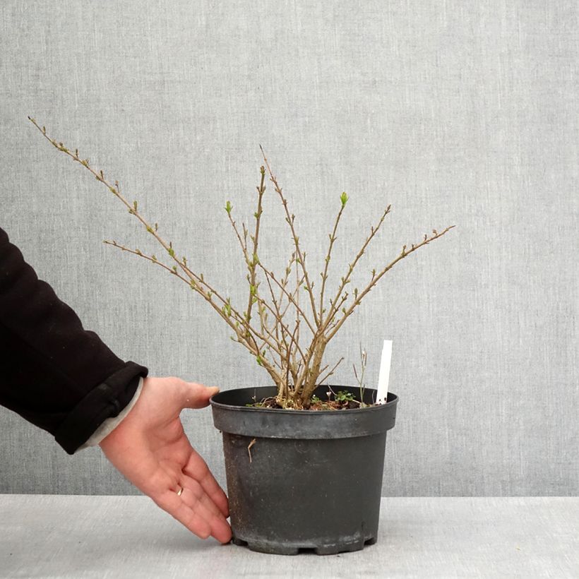 Spécimen de Troène commun - Ligustrum vulgare Lodense Pot de 3L/4LHauteur livrée env. 30cm tel que livré au printemps