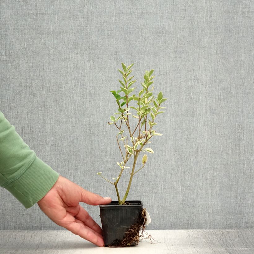 Spécimen de Troène de Californie Argenteum - Ligustrum ovalifolium Godet de 8/9 cm tel que livré en été