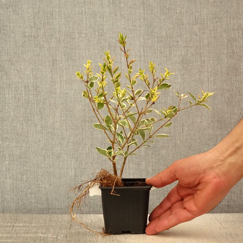 Spécimen de Troène de Californie Argenteum - Ligustrum ovalifolium - Godet de 8/9 cm tel que livré au printemps