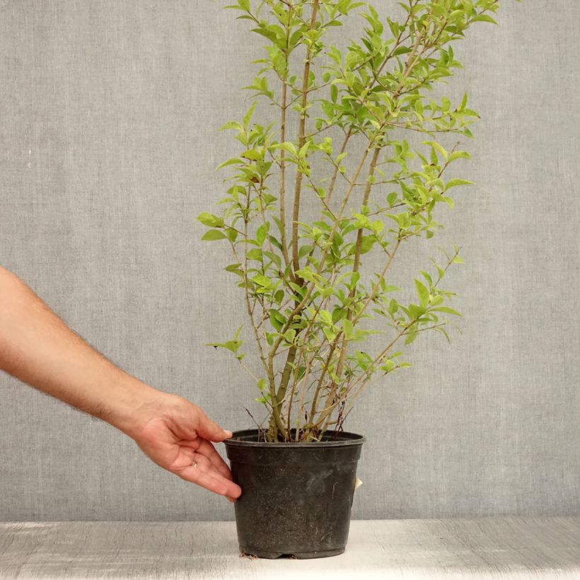 Spécimen de Troène de Californie Lemon Lime - Ligustrum ovalifolium  Pot de 2L/3L tel que livré en été