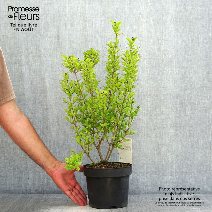 Spécimen de Troène de Californie - Ligustrum ovalifolium Green Diamond Pot de 2L/3L tel que livré en été