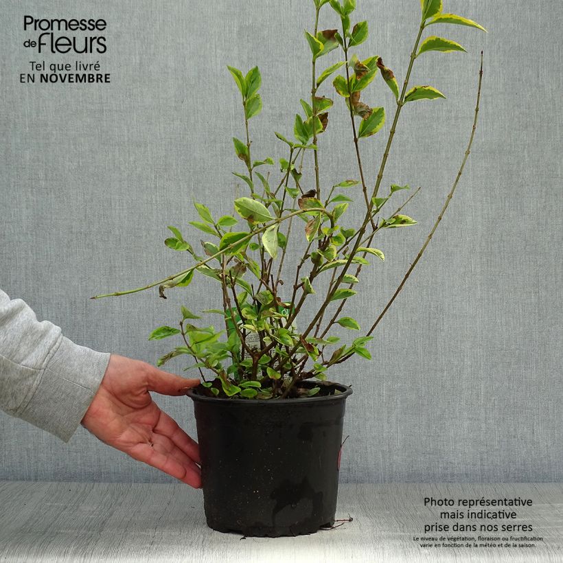 Spécimen de Troène doré  - Ligustrum ovalifolium Aureum Pot de 2L/3L tel que livré en automne