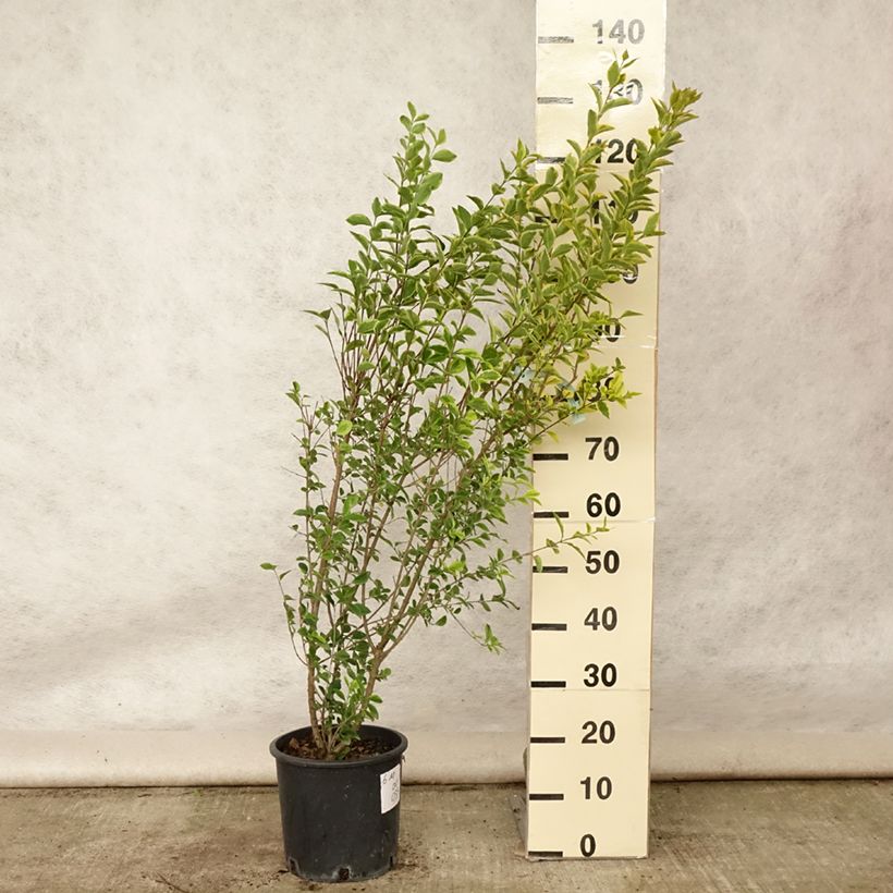 Spécimen de Troène doré  - Ligustrum ovalifolium Aureum Pot de 7,5L/10L tel que livré en été