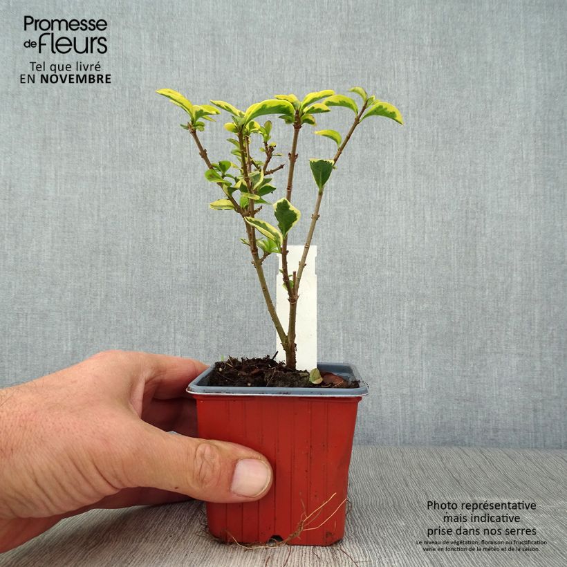 Spécimen de Troène doré  - Ligustrum ovalifolium Aureum Godet de 8/9 cm tel que livré en automne