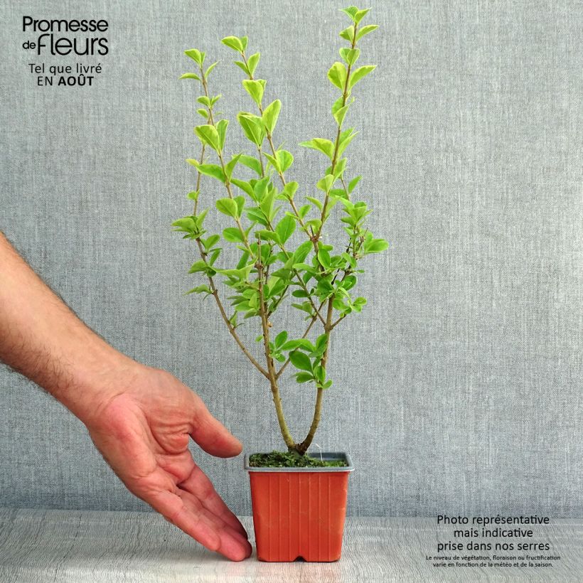 Spécimen de Troène doré  - Ligustrum ovalifolium Aureum Godet de 8/9 cm tel que livré en été