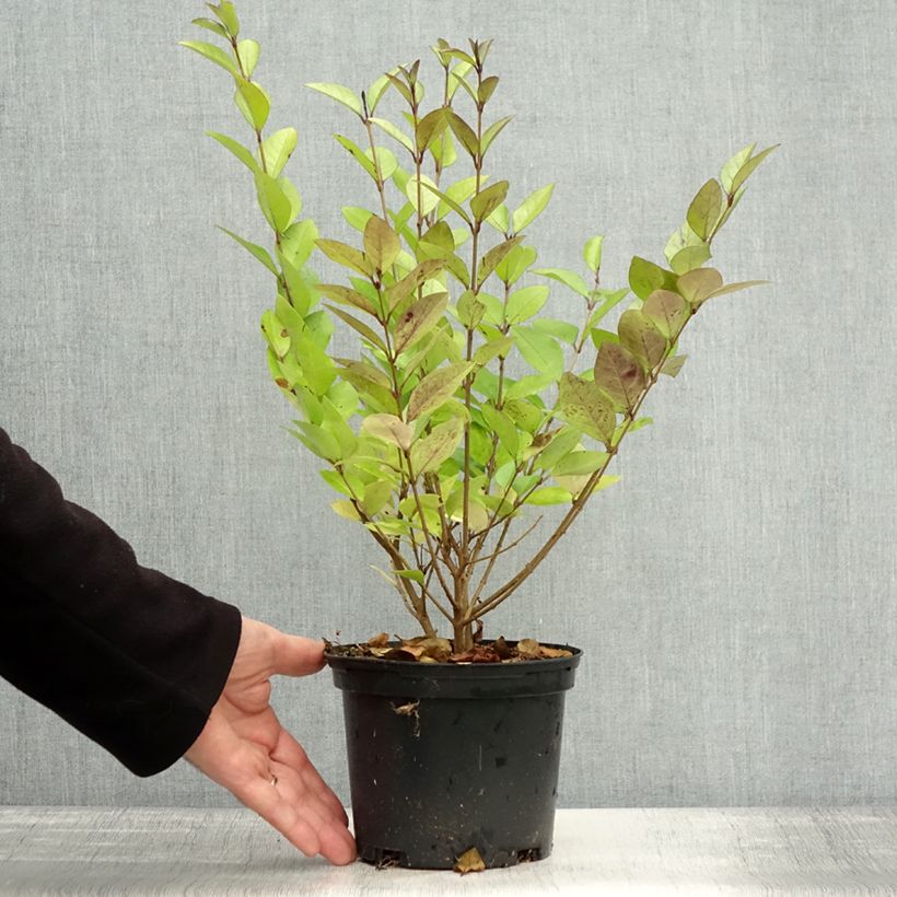 Spécimen de Troène doré - Ligustrum vicaryi  Pot de 2L/3L tel que livré en automne