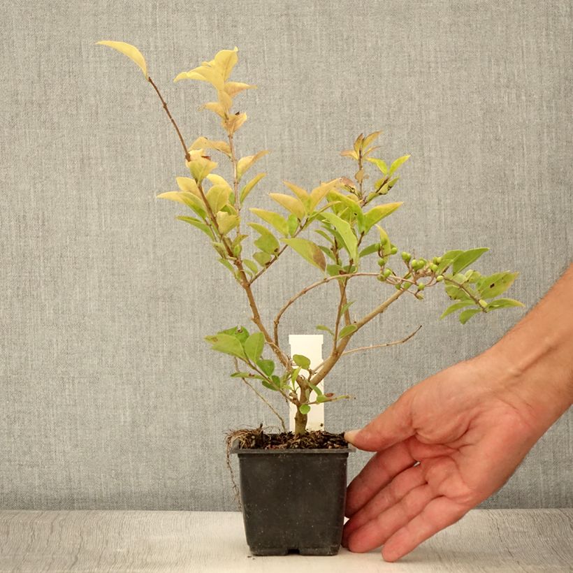 Spécimen de Troène doré - Ligustrum vicaryi  Godet de 8/9 cm tel que livré en été