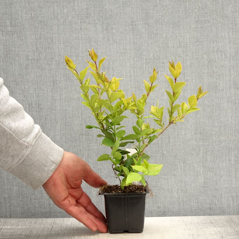 Spécimen de Troène doré - Ligustrum vicaryi en godet de 9cm tel que livré au printemps